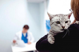 Kako otkriti i liječiti rak dojke u mački? Kako otkriti i liječiti rak dojke u mački?